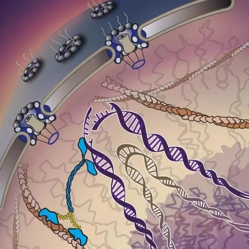 《Nature》基因编辑时代,寻找世上最小的“救护车”