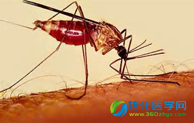 PLoS Med：开发出针对儿童的新型疟疾联合药物疗法