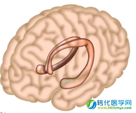 Neuron：科学家阐明记忆如何影响我们对食物的选择