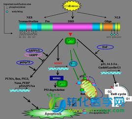 Nature突破20年困局：应对突变p53的新策略