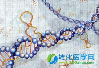 Cell惊人发现：谁说非编码RNA不编码？