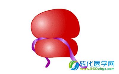 Science子刊解释美丽误解：密码子全新观点