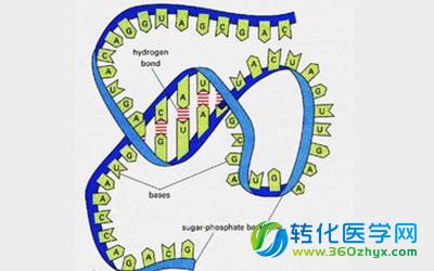 Nature Methods发布新RNA测序技术
