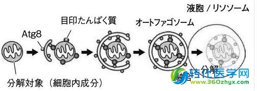 自噬可用于哪些研究领域