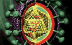 我国研制出首个丙肝病毒持续感染动物模型