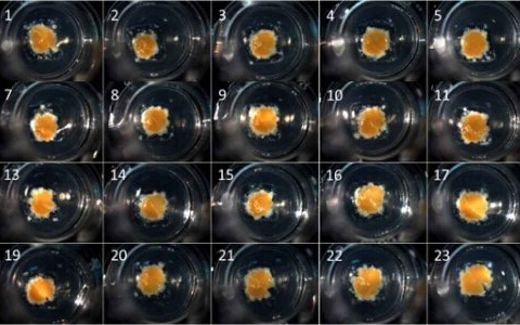 3D打印肝脏即将出售，药企们想买不？