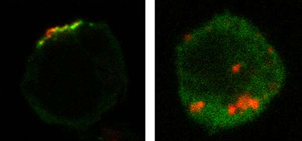 JCB：特殊蛋白控制HIV-1复制的分子机理