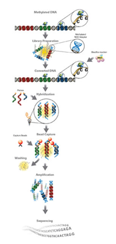 甲基化研究方法的革新-罗氏NimbleGen SeqCap Epi产品在中国上市
