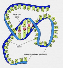 世界杰出女科学家Cell发布miRNA研究重要成果