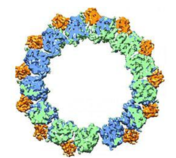 Cell：微管结构助力抗癌药物开发