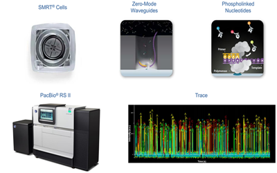 百迈客测序阵营再添强援 --PacBio RS II测序仪正式投产