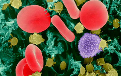 中美机构联合设立干细胞与再生医学杰出贡献奖　