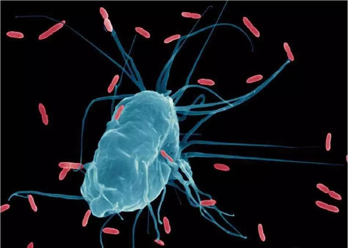 全球PD-1/PD-L1抑制剂适应症汇总,最常见5种简介