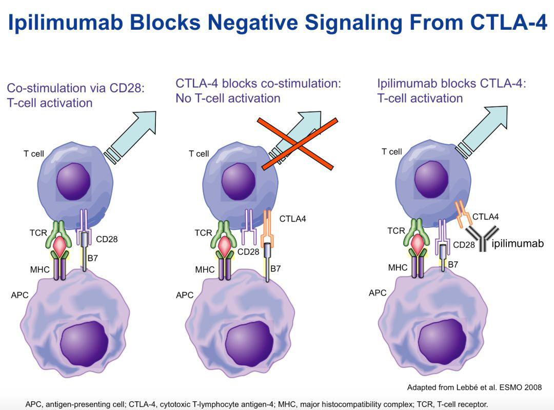 本应提前10年上市的PD-1,就这样被搁置了......