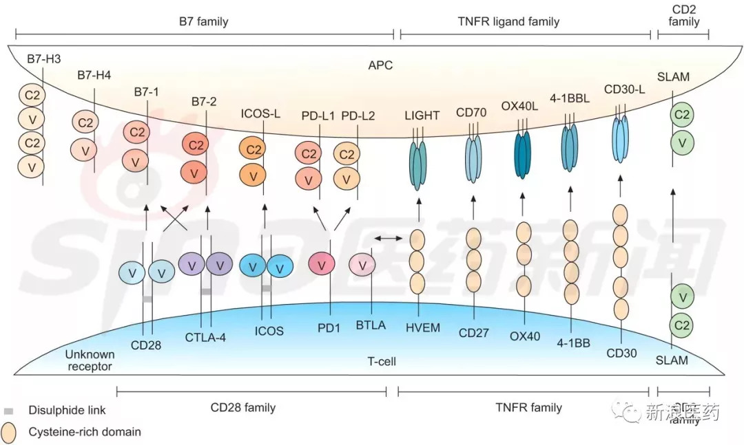 PD-1之后,新一代肿瘤免疫检查点激动剂抗体来袭!