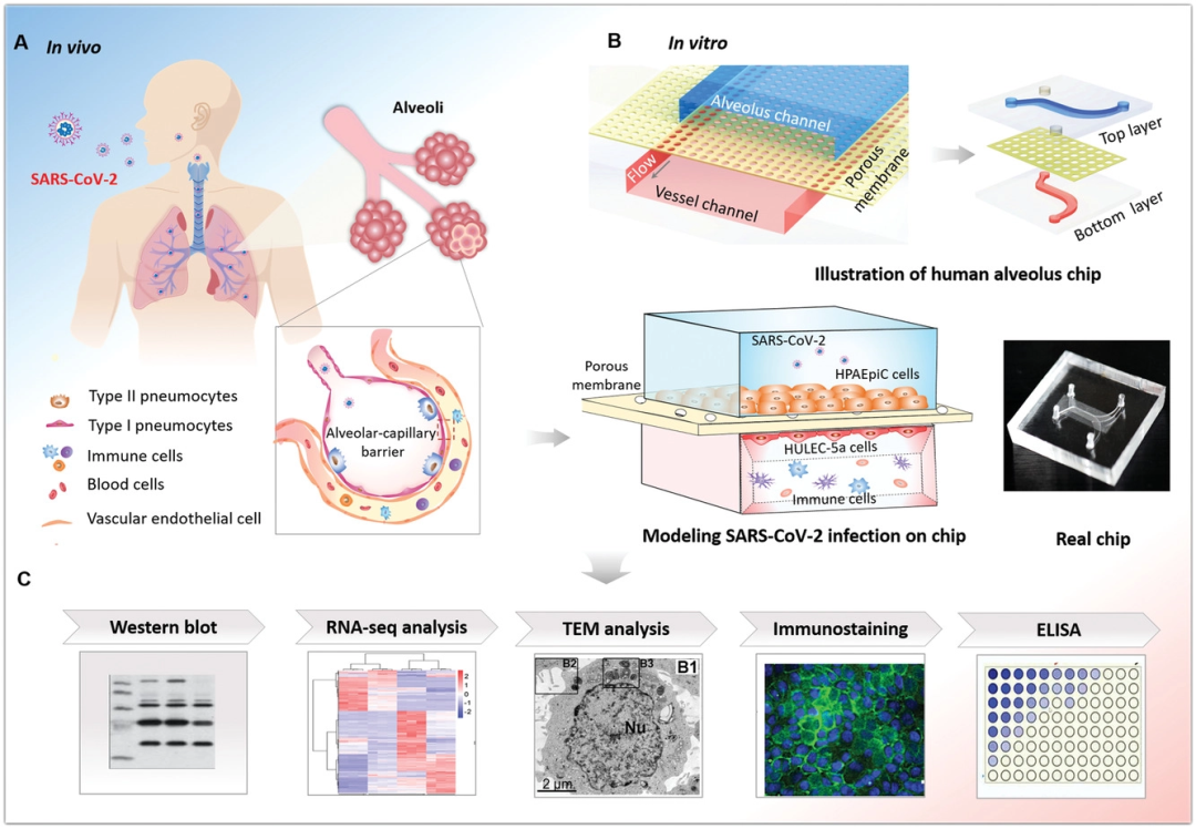 【新突破】中科院秦建华等人利用器官芯片和活病毒建立人源性新冠肺炎模型