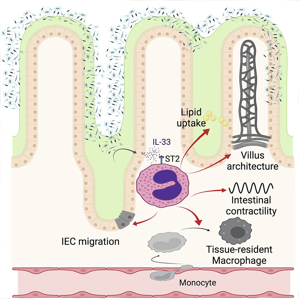 【Cell子刊】“破坏性作用”的血细胞竟对肠道健康至关重要！