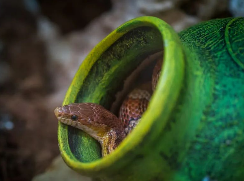 【AHM】蛇毒提取凝血酶应用于止血剂，有望进入你的急救箱！