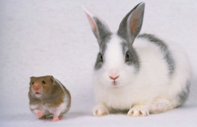 【Cell子刊】南开团队利用NO在防止血管移植体钙化问题上取得突破!