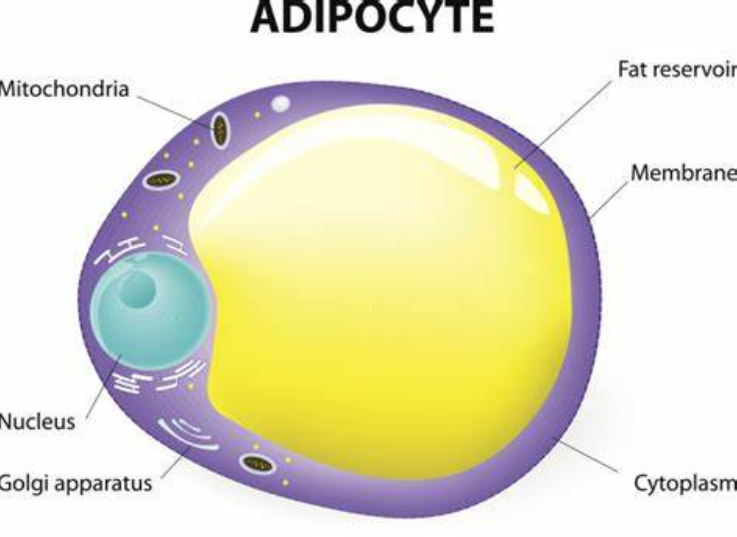 【REDOX BIOL】吃多了，真的可能回不去！白色脂肪代谢可塑性受损