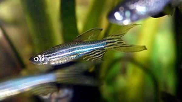 【Nature子刊】揭开斑马鱼心脏再生的奥秘！——提供人类心脏修复研究新可能