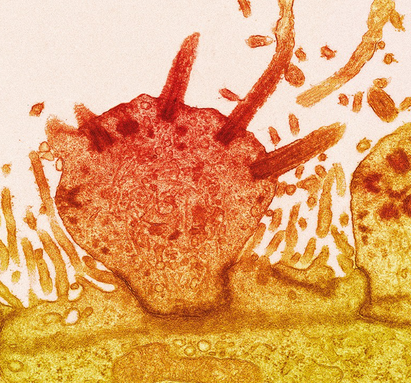【Nature】嗅觉受体不止鼻子独有，或可作为临床靶点！
