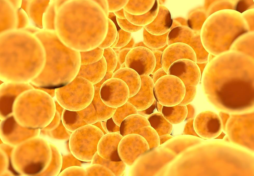 【Nature】棕色和米色脂肪组织可预防代谢性疾病！