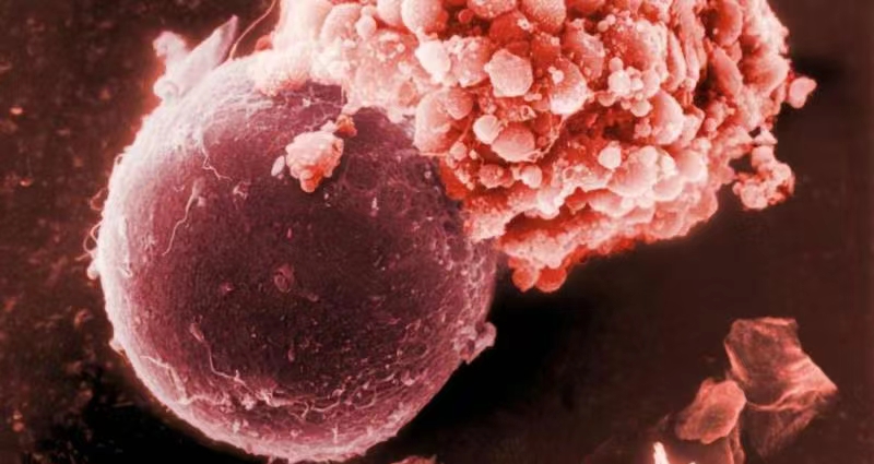 【Nature子刊】清华携手中山：单细胞转录组和翻译组双组学揭示了人类卵母细胞成熟的潜在机制