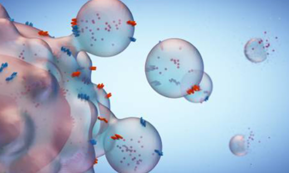 【Cell子刊】南京大学毕艳团队首次发现外泌体介导脂肪-大脑间通讯机制