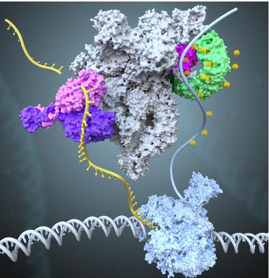 连发四篇，IF值累计超200！复旦徐彦辉团队在人源转录起始机制研究方面取得重大突破