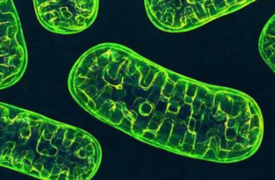 【Nature】刷新线粒体DNA遗传认知！剑桥团队基于66083人的全基因组序列分析