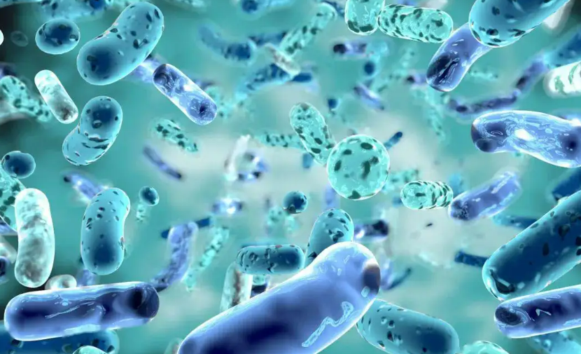 可以逆转吗？—我国科学家找到改善动脉粥样硬化的肠菌“钥匙”