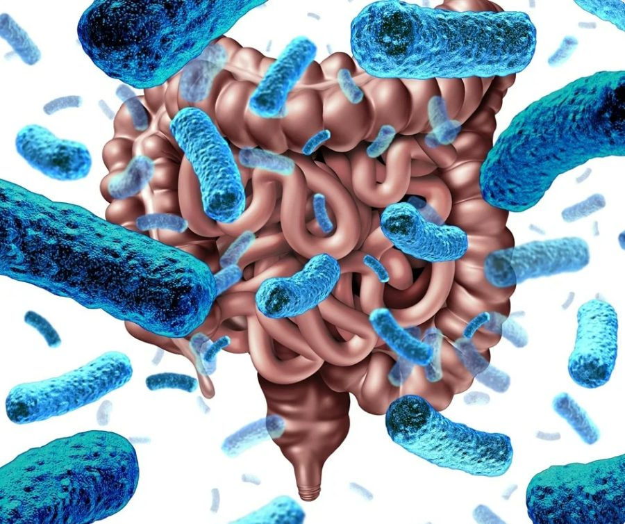 【Microbiome】只吃不胖？可能与你的肠道微生物类型相关