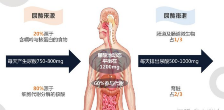 HLA-B*5801基因检测|关于“痛风性关节炎”——从检测到安全用药