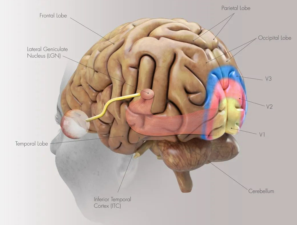 【Neuron】复旦脑科和华山医院团队：视皮层在时间信息预测中的重要作用