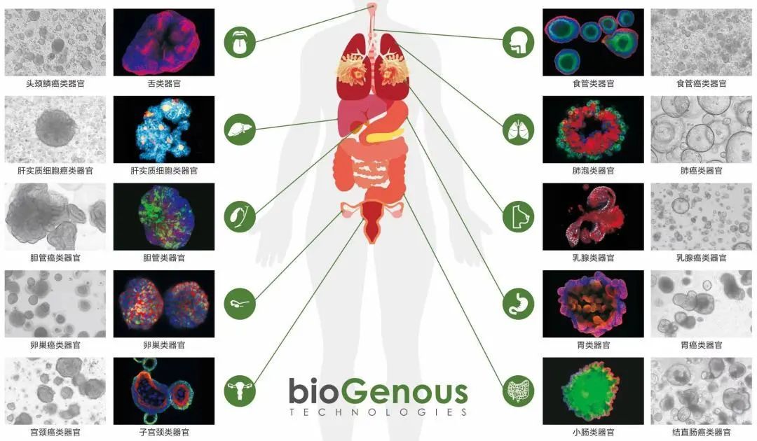 喜讯！伯桢生物获近亿元A轮融资，打造全球领先一站式类器官模型平台