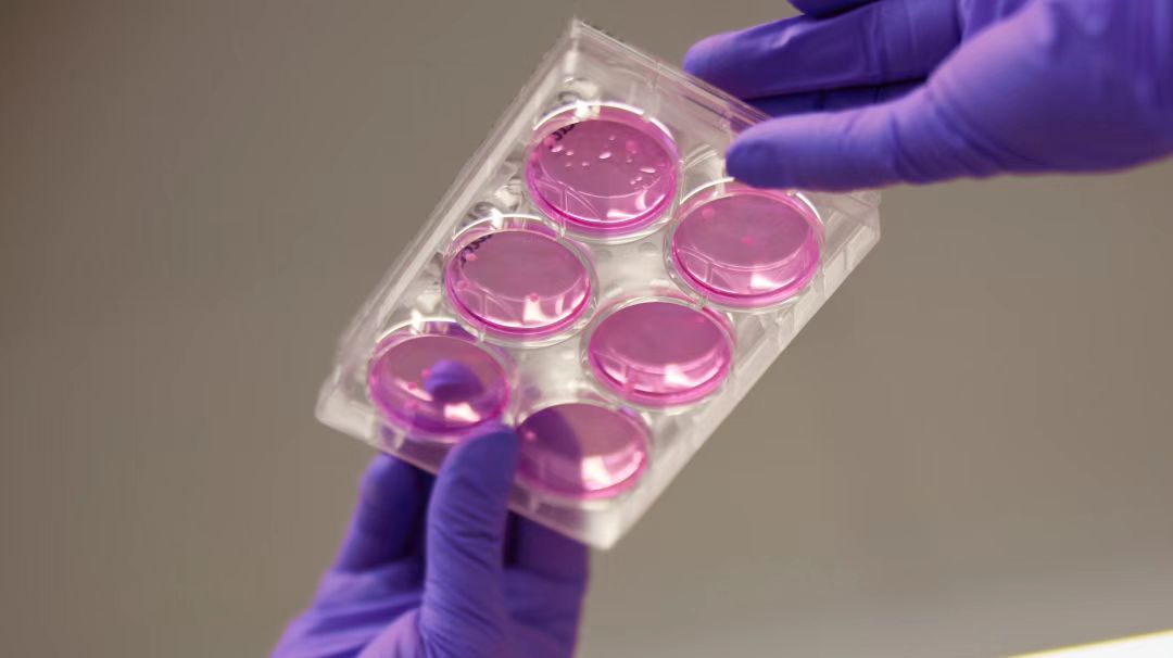 罗氏血液肿瘤创新药物优罗华®在中国获批