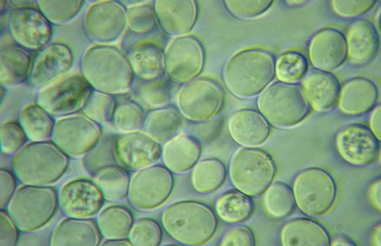 【Cell】细胞之间的双赢！交换细胞间代谢物可让彼此寿命更长