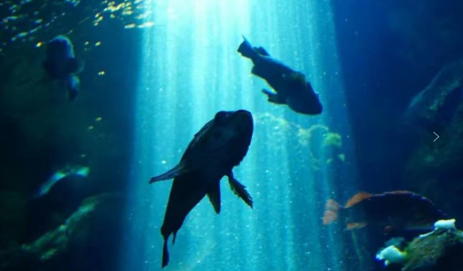 长寿的秘诀找到了？哈佛联手波士顿研究团队发现能活200年的鱼，揭开全新的长寿线索