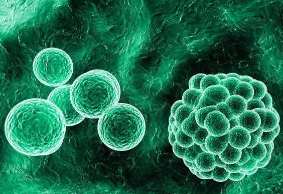 【PNAS】联合发表！南医大黎孟枫合作中山大学蔡俊超揭示ATOH8结合SMAD3诱导细胞衰老并阻止Ras驱动的恶性转化