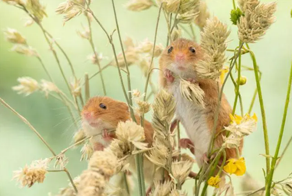 【Neuron】“感情灵药”并非全部：斯坦福医学院新研究颠覆关于催产素的传统智慧