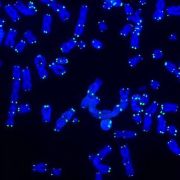 【Nature】重磅发现！端粒、线粒体和炎症竟然能共同作用预防癌症！