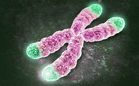 【PNAS】惊！科学家挖掘了端粒中新的蛋白质活性，可为癌症开发血液检测