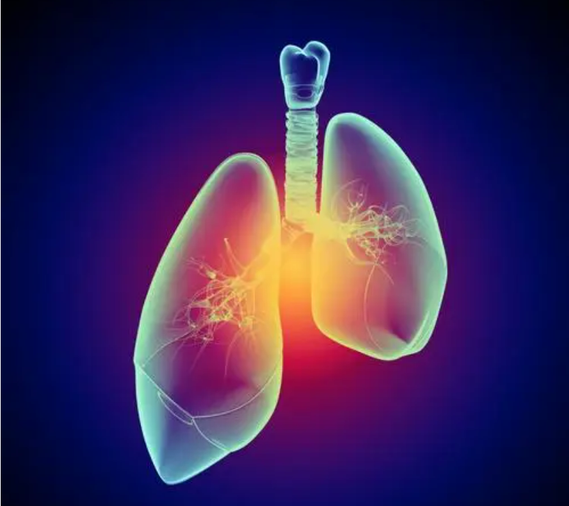 预测准确率高达83.3%！广东省肺癌研究所等发表全球肺癌类器官药敏测试最大样本量研究