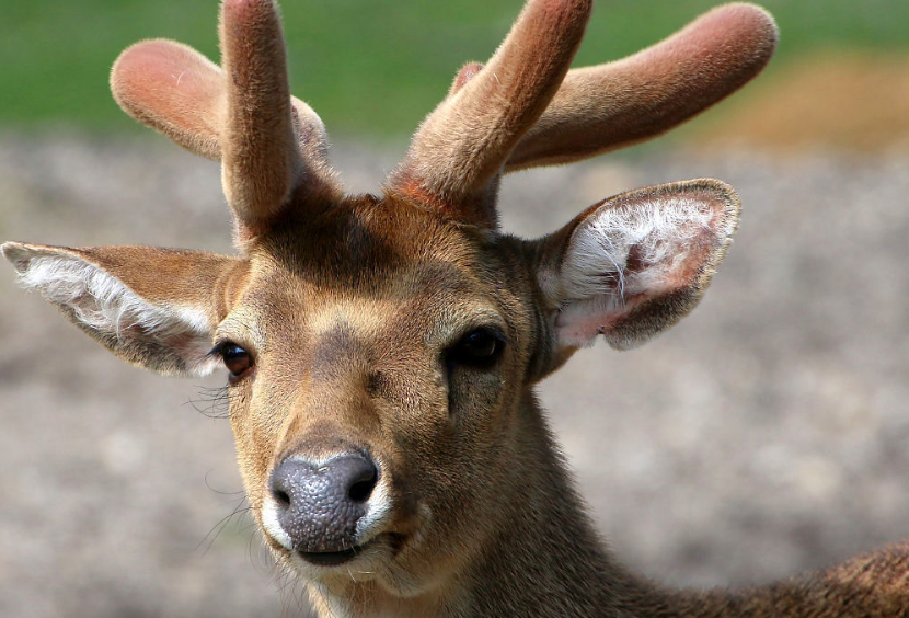 【Science】重磅！人类或能实现“器官再生”，中国科学家建立鹿角再生细胞图谱！