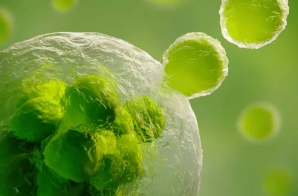 人造骨髓研究再突破！中科院/广州医科大学团队开发高度嵌合种子细胞，实现长期、多谱系造血