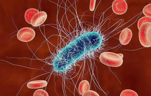 细菌对抗癌症！哥伦比亚大学设计工程细菌促进抗肿瘤免疫