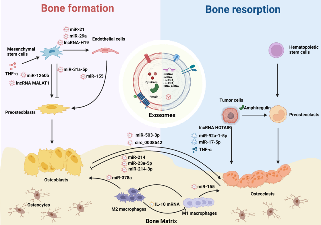 Advanced Healthcare Materials|上海大学转化医学研究院苏佳灿教授课题组发表重要综述文章：骨靶向外泌体的策略及应用