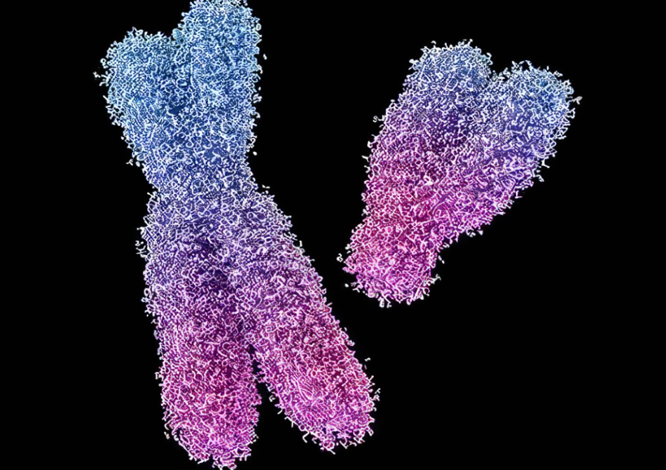 【Nature子刊】为什么女性抗病毒能力更强？加州大学研究发现多出的X染色体有大作用