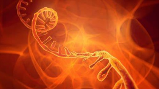 西湖大学施一公团队再发文！解析人源pre-tRNA 剪接机制，完善剪接体结构“地图”